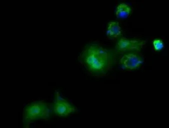Anti-PANK2 antibody [3G4] used in Immunocytochemistry/ Immunofluorescence (ICC/IF). GTX83946