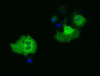 Anti-PAICS antibody [5B6] used in Immunocytochemistry/ Immunofluorescence (ICC/IF). GTX83949