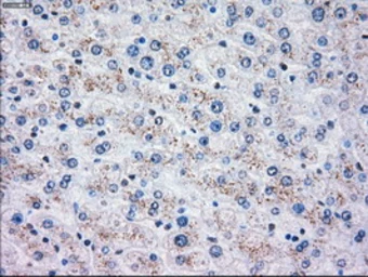 Anti-OXSR1 antibody [1F3] used in IHC (Paraffin sections) (IHC-P). GTX83951