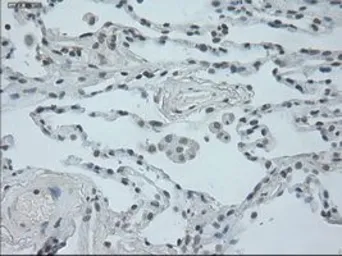 Anti-Oncostatin M antibody [2B6] used in IHC (Paraffin sections) (IHC-P). GTX83959