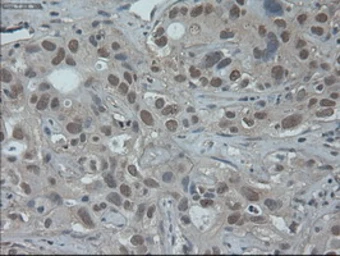 Anti-HNF6 antibody [4F12] used in IHC (Paraffin sections) (IHC-P). GTX83966