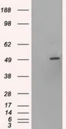 Anti-HNF6 antibody [4F12] used in Western Blot (WB). GTX83966