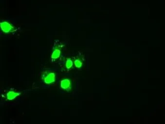 Anti-HNF6 antibody [4F12] used in Immunocytochemistry/ Immunofluorescence (ICC/IF). GTX83966