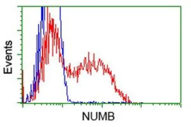 Anti-NUMB antibody [1A7] used in Flow cytometry (FCM). GTX83974