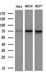 Anti-NUMB antibody [1A7] used in Western Blot (WB). GTX83974