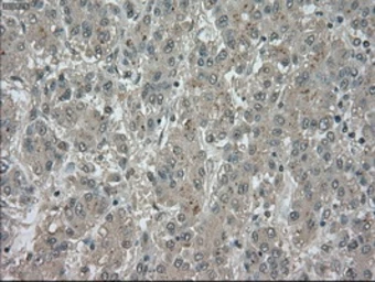 Anti-TrkC antibody [2B8] used in IHC (Paraffin sections) (IHC-P). GTX83978