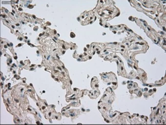 Anti-TrkC antibody [2B8] used in IHC (Paraffin sections) (IHC-P). GTX83978