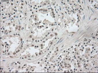 Anti-TrkC antibody [2B8] used in IHC (Paraffin sections) (IHC-P). GTX83978