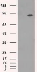 Anti-TrkC antibody [2B8] used in Western Blot (WB). GTX83978