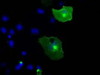 Anti-TrkC antibody [2B8] used in Immunocytochemistry/ Immunofluorescence (ICC/IF). GTX83978