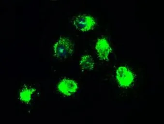 Anti-TrkB antibody [2E1] used in Immunocytochemistry/ Immunofluorescence (ICC/IF). GTX83980