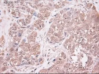 Anti-Neurotrophin 3 antibody [5C7] used in IHC (Paraffin sections) (IHC-P). GTX83983