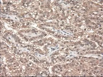 Anti-Neurotrophin 3 antibody [5C7] used in IHC (Paraffin sections) (IHC-P). GTX83983