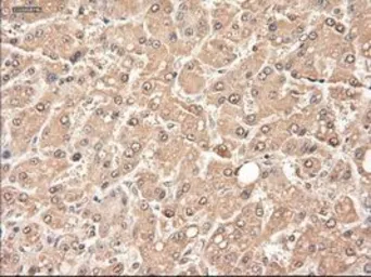 Anti-Neurotrophin 3 antibody [5C7] used in IHC (Paraffin sections) (IHC-P). GTX83983