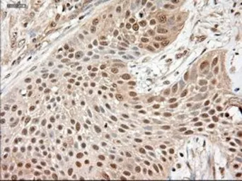 Anti-Neurotrophin 3 antibody [5C7] used in IHC (Paraffin sections) (IHC-P). GTX83983