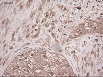 Anti-Neurotrophin 3 antibody [5C7] used in IHC (Paraffin sections) (IHC-P). GTX83983