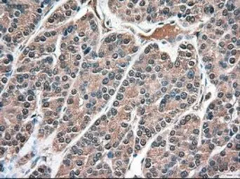 Anti-Neurotrophin 3 antibody [5C7] used in IHC (Paraffin sections) (IHC-P). GTX83983