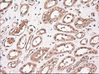 Anti-Neurotrophin 3 antibody [5C7] used in IHC (Paraffin sections) (IHC-P). GTX83983