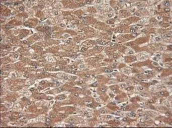 Anti-Neurotrophin 3 antibody [5C7] used in IHC (Paraffin sections) (IHC-P). GTX83983