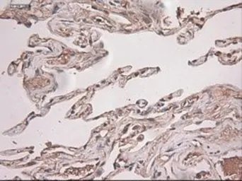 Anti-Neurotrophin 3 antibody [5C7] used in IHC (Paraffin sections) (IHC-P). GTX83983