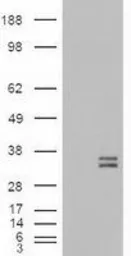 Anti-Neurotrophin 3 antibody [5C7] used in Western Blot (WB). GTX83983