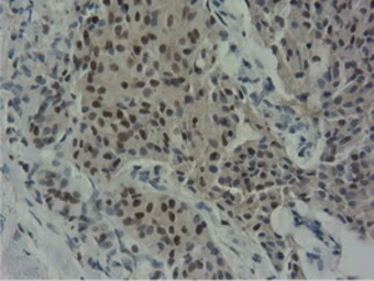 Anti-NT5DC1 antibody [1E11] used in IHC (Paraffin sections) (IHC-P). GTX83992