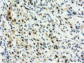 Anti-NT5DC1 antibody [1E11] used in IHC (Paraffin sections) (IHC-P). GTX83992
