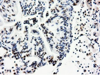 Anti-NT5DC1 antibody [1E11] used in IHC (Paraffin sections) (IHC-P). GTX83992