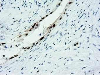 Anti-NT5DC1 antibody [1E11] used in IHC (Paraffin sections) (IHC-P). GTX83992