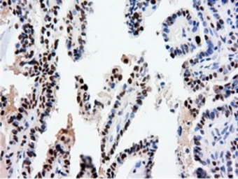 Anti-NT5DC1 antibody [1E11] used in IHC (Paraffin sections) (IHC-P). GTX83992