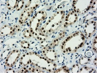 Anti-NT5DC1 antibody [1E11] used in IHC (Paraffin sections) (IHC-P). GTX83992