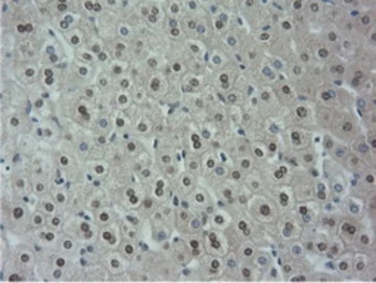 Anti-NT5DC1 antibody [1E11] used in IHC (Paraffin sections) (IHC-P). GTX83992