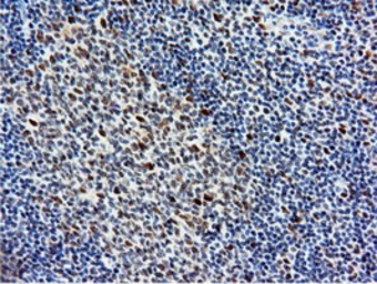 Anti-NT5DC1 antibody [1E11] used in IHC (Paraffin sections) (IHC-P). GTX83992