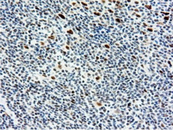 Anti-NT5DC1 antibody [1E11] used in IHC (Paraffin sections) (IHC-P). GTX83992