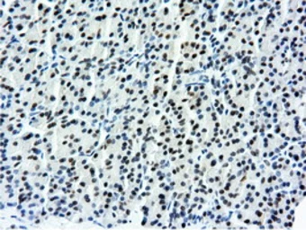 Anti-NT5DC1 antibody [1E11] used in IHC (Paraffin sections) (IHC-P). GTX83992