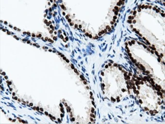 Anti-NT5DC1 antibody [1E11] used in IHC (Paraffin sections) (IHC-P). GTX83992