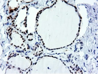 Anti-NT5DC1 antibody [1E11] used in IHC (Paraffin sections) (IHC-P). GTX83992