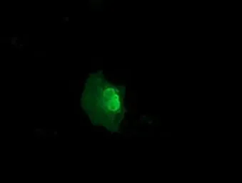Anti-NSE2 antibody [6A6] used in Immunocytochemistry/ Immunofluorescence (ICC/IF). GTX83995