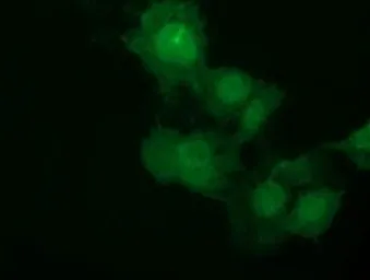 Anti-NSE2 antibody [4H9] used in Immunocytochemistry/ Immunofluorescence (ICC/IF). GTX83996