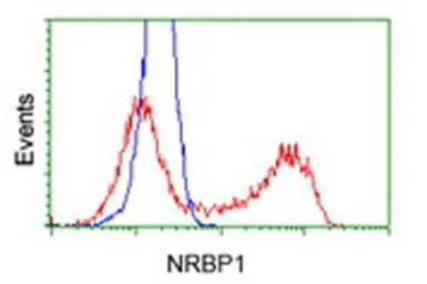 Anti-NRBP1 antibody [7E2] used in Flow cytometry (FCM). GTX84000