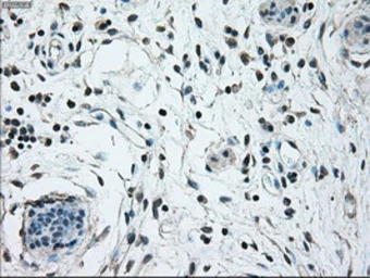 Anti-NRBP1 antibody [6C11] used in IHC (Paraffin sections) (IHC-P). GTX84003