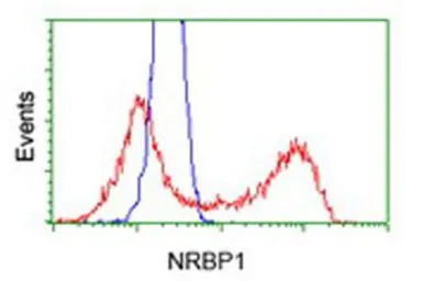 Anti-NRBP1 antibody [6C11] used in Flow cytometry (FCM). GTX84003