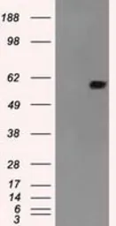 Anti-NRBP1 antibody [6C11] used in Western Blot (WB). GTX84003