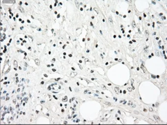 Anti-NRBP1 antibody [5C3] used in IHC (Paraffin sections) (IHC-P). GTX84007