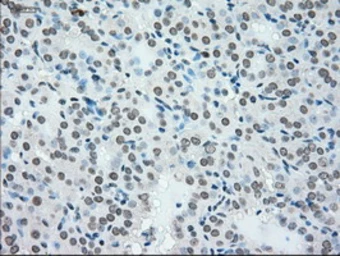Anti-NRBP1 antibody [5C3] used in IHC (Paraffin sections) (IHC-P). GTX84007