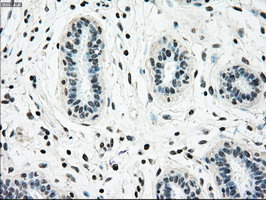 Anti-NRBP1 antibody [5C3] used in IHC (Paraffin sections) (IHC-P). GTX84007