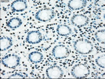 Anti-NRBP1 antibody [5C3] used in IHC (Paraffin sections) (IHC-P). GTX84007