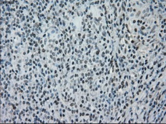 Anti-NRBP1 antibody [5C3] used in IHC (Paraffin sections) (IHC-P). GTX84007