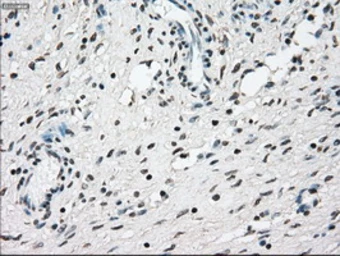 Anti-NRBP1 antibody [5C3] used in IHC (Paraffin sections) (IHC-P). GTX84007