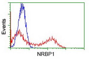 Anti-NRBP1 antibody [5C3] used in Flow cytometry (FACS). GTX84007